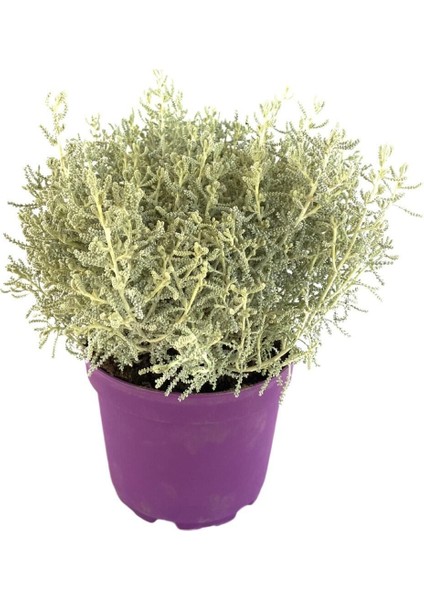 Kekik Lavantin Set Aromatik Yoğun Kokulu