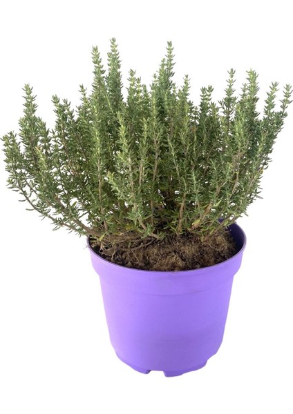 Kekik Lavantin Set Aromatik Yoğun Kokulu