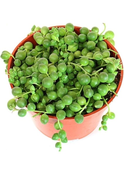 Senecio Rowleyanus Tesbih Çiçeği 5,5 cm Saksıda