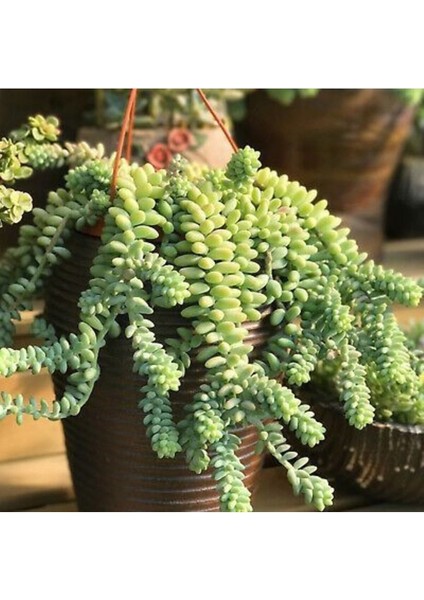 Sedum Burrito Morganianum (Eşek Kuyruğu) Sukulent Bitki