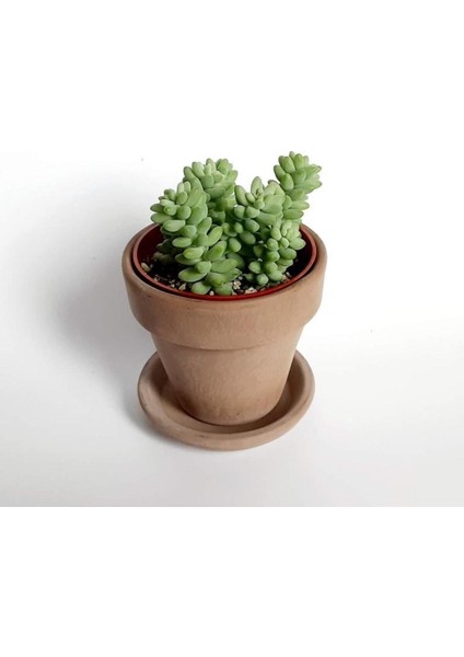 Sedum Burrito Morganianum (Eşek Kuyruğu) Sukulent Bitki modelleri