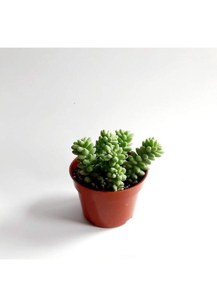 Sedum Burrito Morganianum (Eşek Kuyruğu) Sukulent Bitki fırsatları