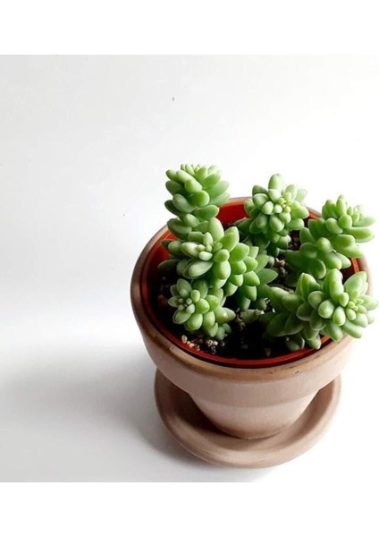 Sedum Burrito Morganianum (Eşek Kuyruğu) Sukulent Bitki indirimleri