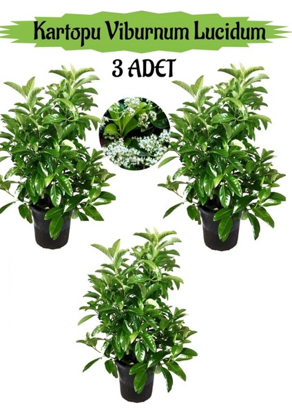 Kartopu Viburnum Lucidum 3 Adet 80-100 cm Saksılı Dış Mekan Bahçe Peyzaj Çit Bitkisi