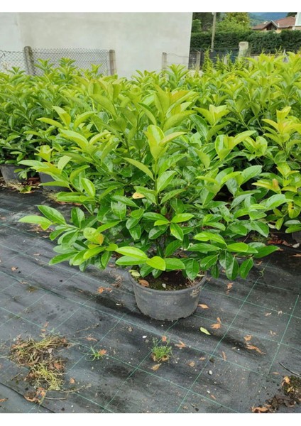 Kartopu Viburnum Lucidum 3 Adet 80-100 cm Saksılı Dış Mekan Bahçe Peyzaj Çit Bitkisi modelleri