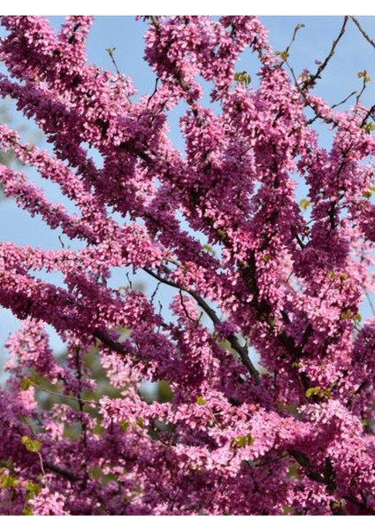 Pembe Erguvan Ağacı Fidanı 1 Adet Saksılı/Tüplü 50-70 cm( Pi̇nk Cerci̇s)