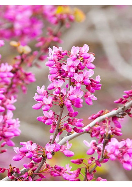 Pembe Erguvan Ağacı Fidanı 1 Adet Saksılı/Tüplü 50-70 cm( Pi̇nk Cerci̇s) modelleri