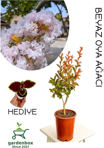 Beyaz Renk Oya Ağacı 30-60 cm 1 Adet Saksılı Bahçe Bitkisi+Yaprak Güzeli