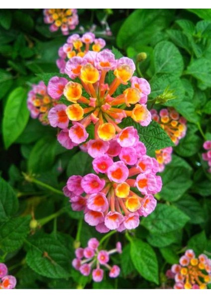 Pembe Renk Çalı Minesi 1 Adet Saksılı 20-30 cm Çiçekli Bahçe Bitkisi(Lantana)