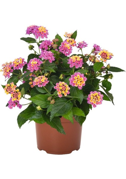 Pembe Renk Çalı Minesi 1 Adet Saksılı 20-30 cm Çiçekli Bahçe Bitkisi(Lantana)