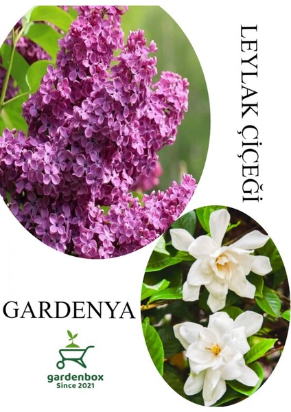 Leylak Çiçeği Fidanı 1 Adet Saksılı 30-60 cm+Kokulu Gardenya Çiçeği 20-40 cm