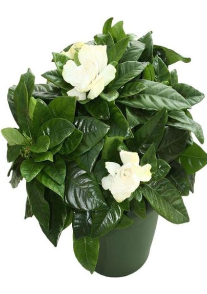Leylak Çiçeği Fidanı 1 Adet Saksılı 30-60 cm+Kokulu Gardenya Çiçeği 20-40 cm
