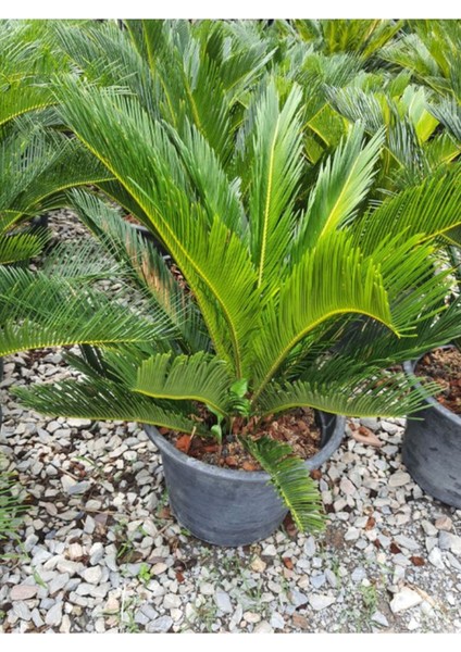 Cycas Revoluta - Sikas Japon Sago Palmiyesi 60-80 cm Canlı İç Dış Mekan Bitkisi