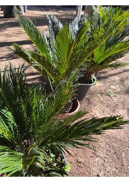 Cycas Revoluta - Sikas Japon Sago Palmiyesi 60-80 cm Canlı İç Dış Mekan Bitkisi fiyatları