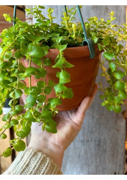 Lysimachia Nummulari Altın Kolye Çiçeği Sarı Çiçekli 1 Adet Saksılı