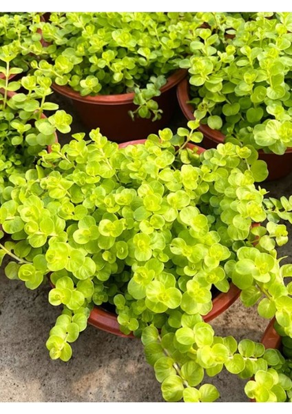 Sarı Çiçekli Altın Kolye Sarı Kız Çiçeği 30-40 cm 1 Adet Saksılı Lysimachia Nummulari