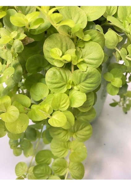 Sarı Çiçekli Altın Kolye Sarı Kız Çiçeği 30-40 cm 1 Adet Saksılı Lysimachia Nummulari