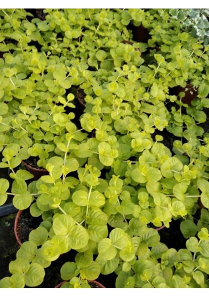 Sarı Çiçekli Altın Kolye Sarı Kız Çiçeği 30-40 cm 1 Adet Saksılı Lysimachia Nummulari