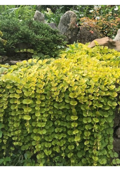 Sarı Çiçekli Altın Kolye Sarı Kız Çiçeği 30-40 cm 1 Adet Saksılı Lysimachia Nummulari