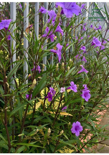 Purple Ruellia Flower-Meksika Petunyası Saksılı 1 Adet 30-50 cm