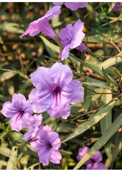 Purple Ruellia Flower-Meksika Petunyası Saksılı 1 Adet 30-50 cm fiyatları