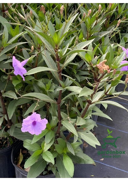 Purple Ruellia Flower-Meksika Petunyası Saksılı 1 Adet 30-50 cm fırsatları