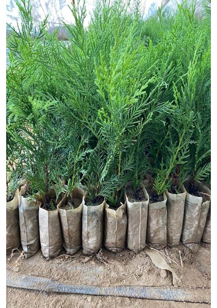 Videolu Leylandi Çit Bitkisi (10 25 cm)10 Adet Tüplü Dış Mekan Bitkisi Cupressus Leylandii