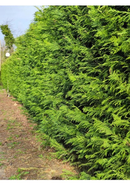 Videolu Leylandi Çit Bitkisi (10 25 cm)10 Adet Tüplü Dış Mekan Bitkisi Cupressus Leylandii