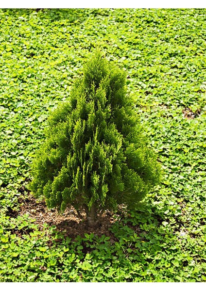 Videolu Leylandi Çit Bitkisi (10 25 cm)10 Adet Tüplü Dış Mekan Bitkisi Cupressus Leylandii
