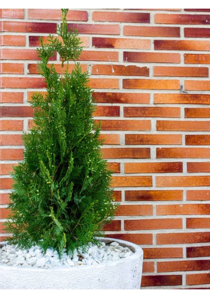 Videolu Leylandi Çit Bitkisi (10 25 cm)10 Adet Tüplü Dış Mekan Bitkisi Cupressus Leylandii