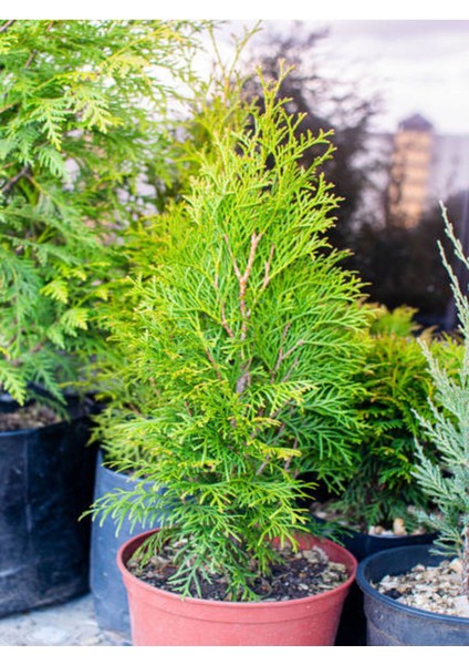 Videolu Leylandi Çit Bitkisi (10 25 cm)10 Adet Tüplü Dış Mekan Bitkisi Cupressus Leylandii