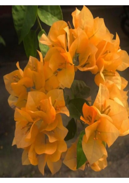 Videolu Turuncu Begonvi Gelin Tacı Çiçeği Fidanı (30 60 cm)1 Adet Saksılı Bougainvillea