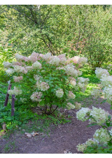 Videolu Çınar Kartopu Çiçeği Beyaz Renkli (30 60 cm)1 Adet Tüplü Dış Mekan Bitkisi Viburnum Plicatum
