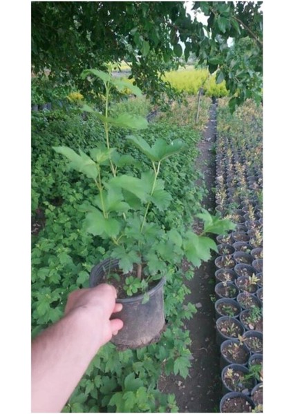 Videolu Çınar Kartopu Çiçeği Beyaz Renkli (30 60 cm)1 Adet Tüplü Dış Mekan Bitkisi Viburnum Plicatum
