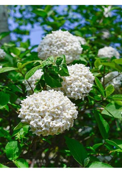 Videolu Çınar Kartopu Çiçeği Beyaz Renkli (30 60 cm)1 Adet Tüplü Dış Mekan Bitkisi Viburnum Plicatum