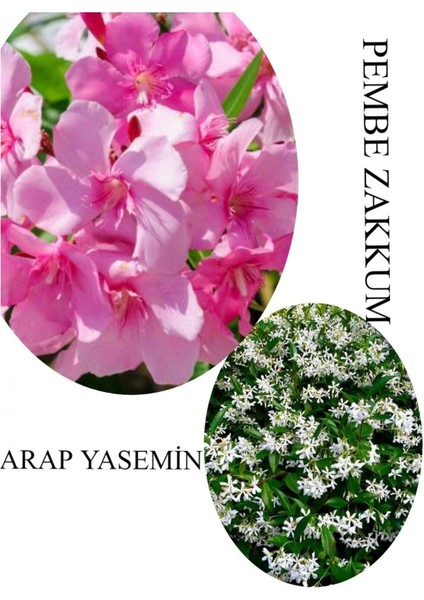 Pembe Zakkum Fidanı 1 Adet Saksılı 30-60 cm- Arap Yasemin Çiçeği 1 Adet 30-50 cm