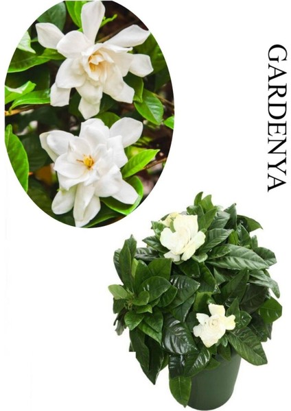 Harika Kokulu Gardenya Çiçeği 1 Adet Saksılı 20-40 cm İç Mekan Çiçeği