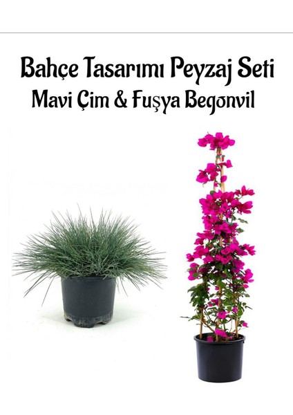 Mavi Çim 1 Adet Saksılı (10-20 cm)+FUŞYA BEGONVIL(40-80 cm) Bahçe Seti