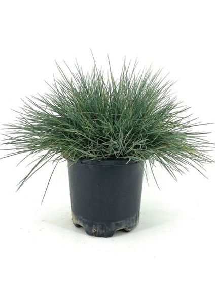 Mavi Çim 1 Adet Saksılı (10-20 cm)+FUŞYA BEGONVIL(40-80 cm) Bahçe Seti