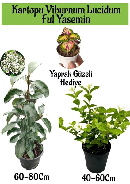 Kartopu Viburnum 1 Adet+Kokulu Ful Yasemin 1 Adet+Yaprak Güzeli Hediye Bahçe Bitkisi