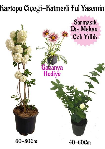 Kartopu Çiçeği 1 Adet+Katmerli Ful Yasemin1 Adet+Pembe Gazanya Hediyeli Saksılı Bahçe Seti