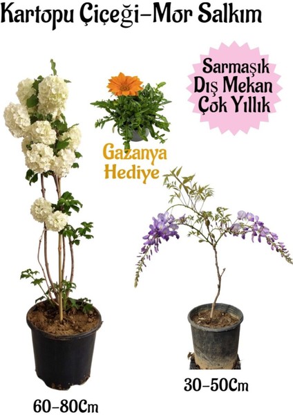 Kartopu Çiçeği 1 Adet+Mor Salkım 1 Adet+Kırmızı Gazanya Hediyeli Saksılı Bahçe Seti