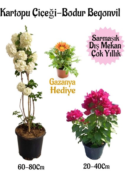 Kartopu Çiçeği 1 Adet +Pembe Bodur Begonvil 1 Adet+SARI Gazanya Hediyeli Saksılı Bahçe Seti