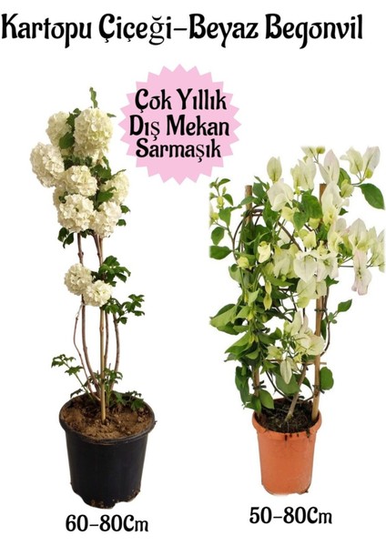 Kartopu Çiçeği 1 Adet +Beyaz Begonvil 1 Adet Saksılı Bahçe Peyzaj Seti