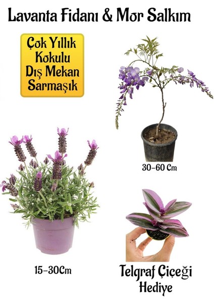 Yoğun Kokulu Lavanta+Kokulu Mor Salkım Ağacı Fidanı Telgraf Çiçeği Hediyeli Bahçe Seti