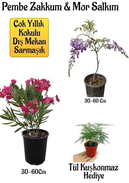 Pembe Zakkum Fidanı+Mor Salkım Ağacı Fidanı Tül Kuşkonmmaz Hediyeli Bahçe Peyzaj Seti