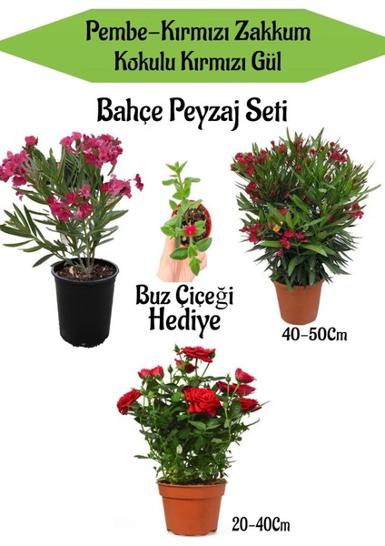 Bahçe Seti 2 Adet Limoni Servi Fidanı+ 1 Adet Kırmızı Gül Fidanı+Hediye Buz Çiçeği