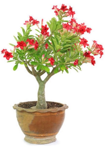 Çöl Gülü Kırmızı Renkli (20 50 cm)1 Adet Balkon Bahçe Bitkisi fiyatları