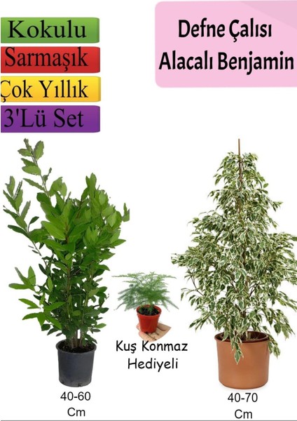 Beyaz Alacalı Benjamin Bitkisi+ Defne Çalısı+ Tül Çiçeği