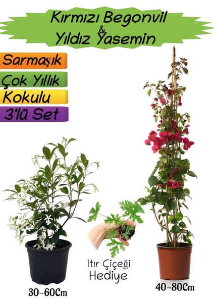 Kırmızı Renk Begonvil+Kokulu Yıldız Yasemin+Itır Çiçeği Hediyeli 3'lü Peyzaj Seti